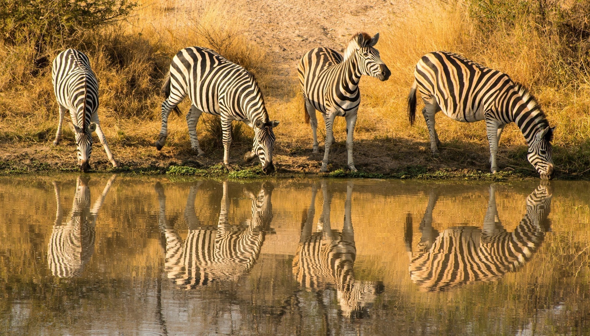Krugerpark vakantie tips: 10 activiteiten & bezienswaardigheden | Joeba