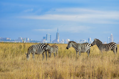 Nairobi vakantie tips: 10 activiteiten & bezienswaardigheden | Joeba