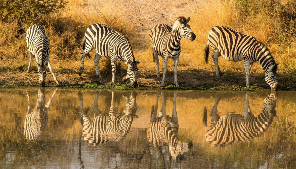 Krugerpark vakantie tips: 10 activiteiten & bezienswaardigheden | Joeba