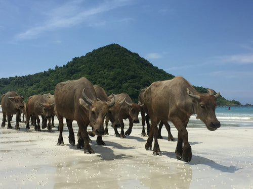 Lombok vakantie tips: 10 activiteiten & bezienswaardigheden | Joeba